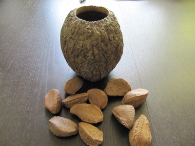 Brazil Nut Fruit and Seeds