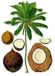 CoconutsIllustration