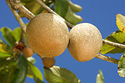 MameySapote