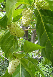 Noni