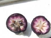 StarApple2