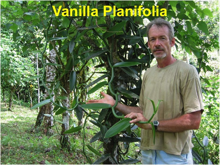 1-V.Planifolia Henry K costa rica