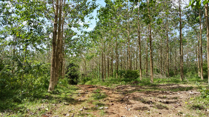 File:Vanilla plantation in wood dsc00190.jpg - Wikipedia