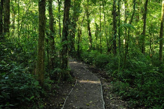 monteverde-cloud-forest-reserve 3