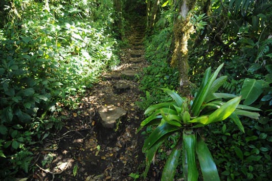 monteverde-reserve-trail