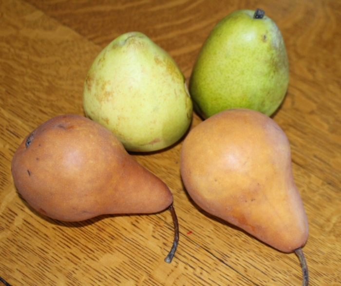 Bosc Pears (how to tell when they're ripe, and how to cook them